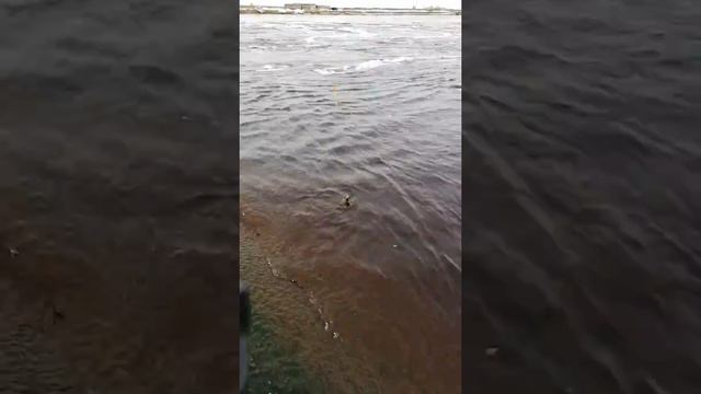 рыбалка в Сургуте, смотреть онлайн