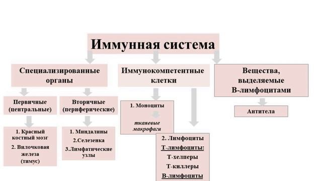 Тема 29. Специфическая иммунная защита внутренней среды организма смотреть онлайн