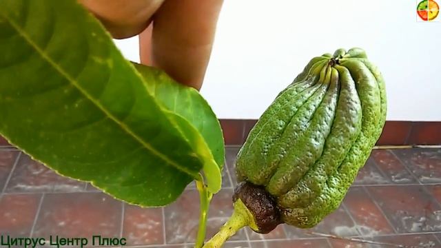 Цитрон рука будды плодоношение смотреть онлайн