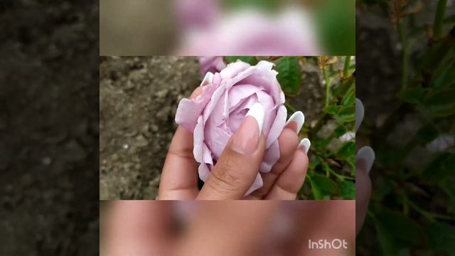 Роза Блю Парфюм/Rose Blue Parfum смотреть онлайн