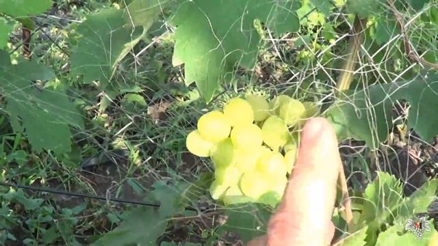 Сорт Винограда. Алекса Ранняя или Алекса от Воронюка. Виноград 2016. смотреть онлайн