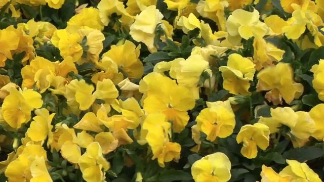 ✅ Relax and Smell the Flowers | Ancient Healing Flute Music | 6 Hours Beautiful Delta Wave ambiance смотреть онлайн