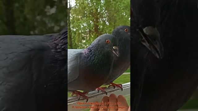 ОДНА И ТАЖЕ ПАРА И В РБ И В РФ