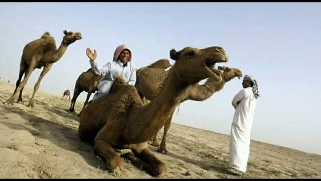 "Корабль пустыни". Верблюд- знамением, оставленное для людей! смотреть онлайн