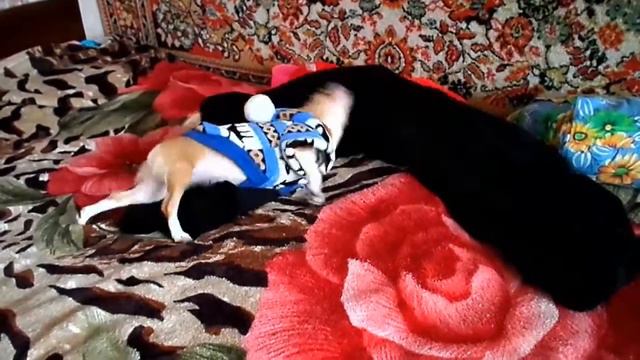 Собачья жизнь маленькой чихуахуа \ Dog's life a little chihuahua смотреть онлайн