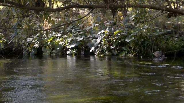 Summer trip. Frog Зелёный оазис в каменных джунглях. смотреть онлайн