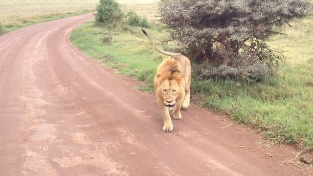 Серенгети. Лев смотреть онлайн