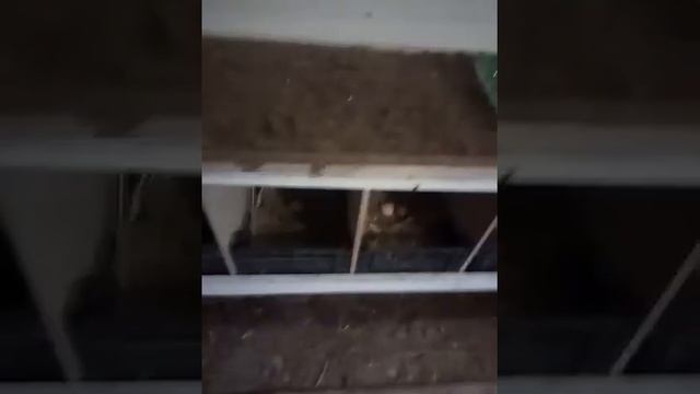 Как я приучил кур нестись в гнёзда！ смотреть онлайн