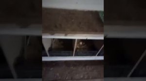 Как я приучил кур нестись в гнёзда！