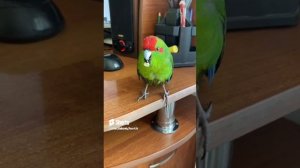 угостите кукурузкой я свою доел#shorts #kakariki