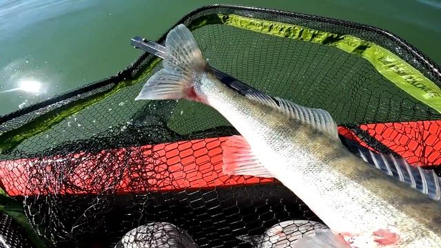 как выглядит щука, судак и окунь в эхолоте, ищем рыбу по эхолоту, ловля крупной щуки летом, смотреть онлайн