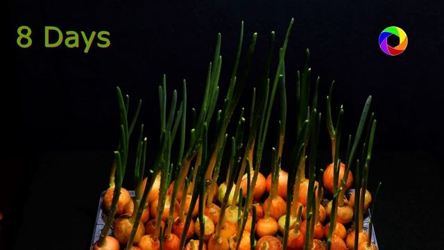 How To Grow Green Onions • Onion Time Lapse • Spring Onions смотреть онлайн