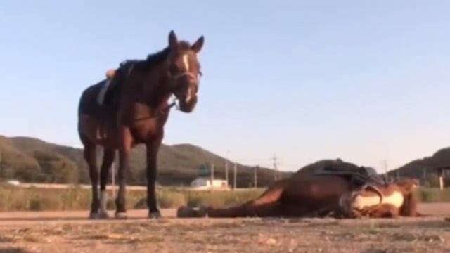 Czyngis-chan. Najlepszy Dowódca Świata смотреть онлайн