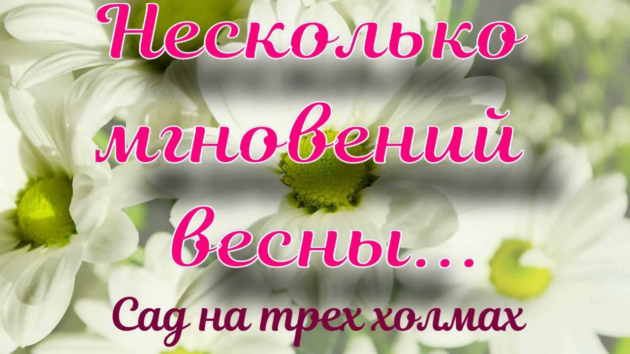 Несколько мгновений весны... смотреть онлайн