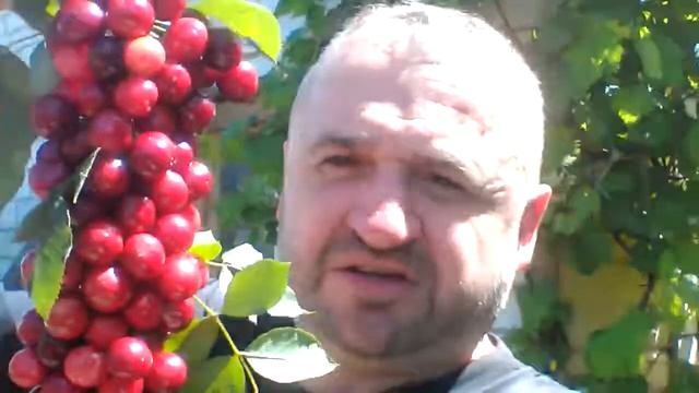 Волчья ягода 2018! смотреть онлайн