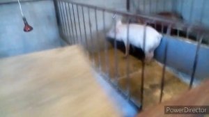 вентиляция в свинарнике