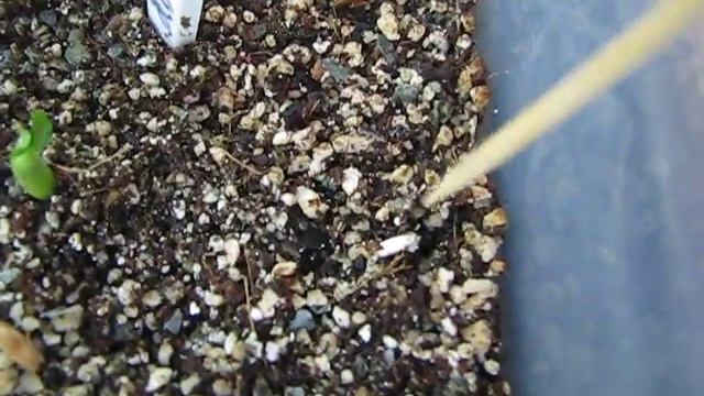 Посадки адениумов на 10 01 18 г смотреть онлайн