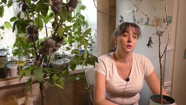 Мальсекко. Признаки и течение заболевания на примере сеянца помело. смотреть онлайн