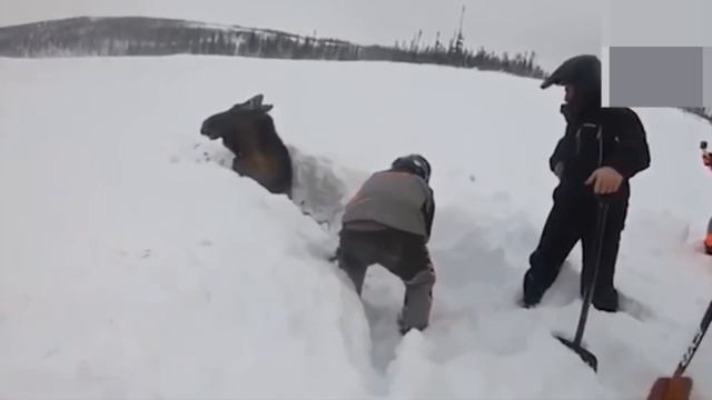 Спасение диких животных смотреть онлайн