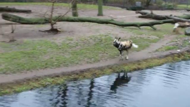 Берлинский зоопарк: гиеновидная собака | Berlin Zoo: African Hunting Dog смотреть онлайн