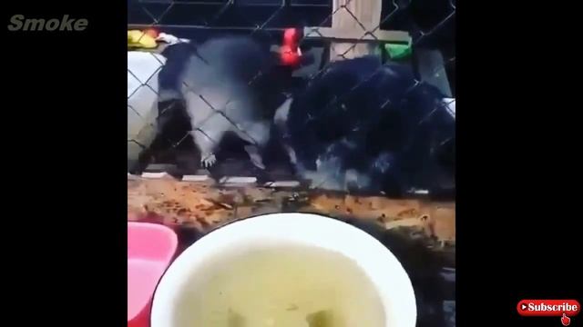 Охота и рыбалка .Приколы на охоте и рыбалке смотреть онлайн