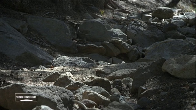 Un Grand Pas Pour L'évolution - L'intelligence