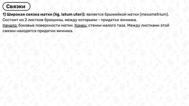 Анатомия матки: строение матки, топография матки, связки матки, анатомия женская половая система