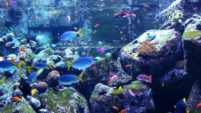 Relaxing Aquarium with Coral Reef Fish for Sleep, Study, Yoga & Meditation смотреть онлайн
