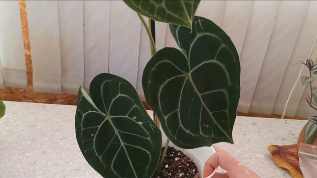 Ура, новинки! Anthrium Crystallinum, Anthurium Clarinervium, Hoya Australis Lisa и горшочки!