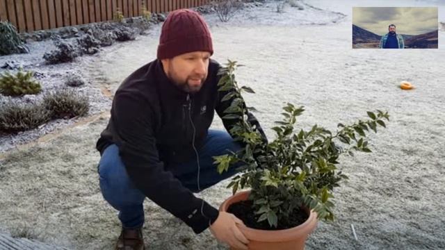 Sarcococca Confusa смотреть онлайн