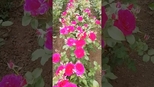 Манстед вуд смотреть онлайн