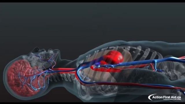 Сердечно - легочная реанимация Непрямой массаж сердца смотреть онлайн