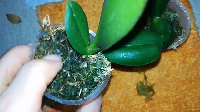 ДЕТКИ ЛЕГАТО) КАК ОНИ РАЗВИВАЮТСЯ) #PHALAENOPSIS #ORHIDS #ORJIDEA #FLOR смотреть онлайн