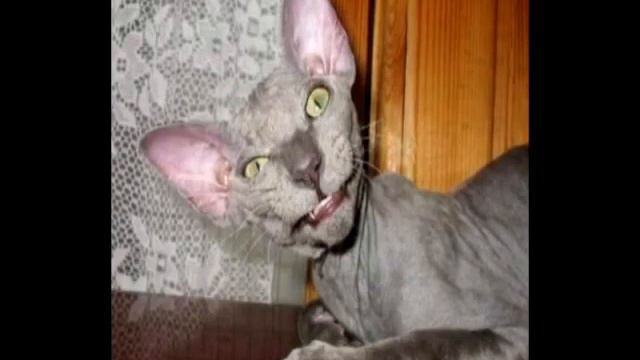 Когда я стану кошкой. смотреть онлайн