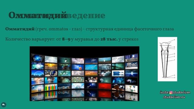 Класс насекомые. Лекция и разбор заданий от Юрия Беллевича смотреть онлайн