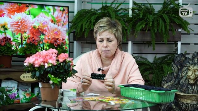 Цветы в саду ГАЦАНИЯ ? Как получить всходы гацании за 2 дня? ? Супер способ смотреть онлайн