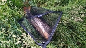 Ловля трофейного  сазана на мини бойлы