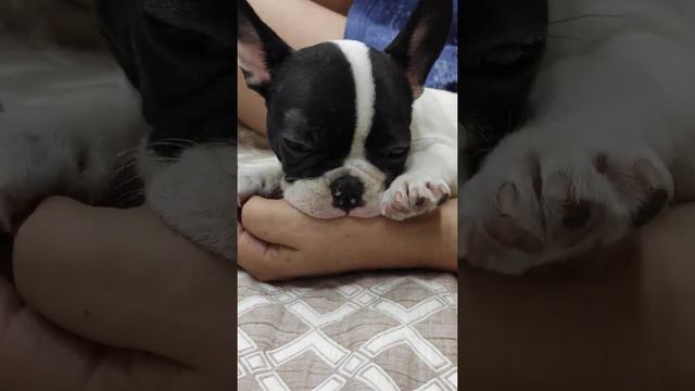 Французский бульдог Куба. Паужин. Часть вторая. смотреть онлайн