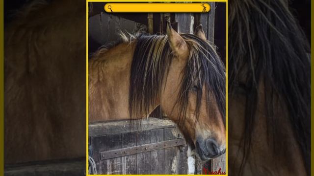Facts about the Space Horse #short смотреть онлайн