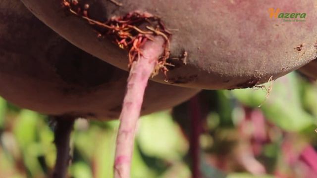 Вкусная столовая свекла Камаро F1 смотреть онлайн