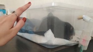 Крыса боится небулайзер! Что делать?