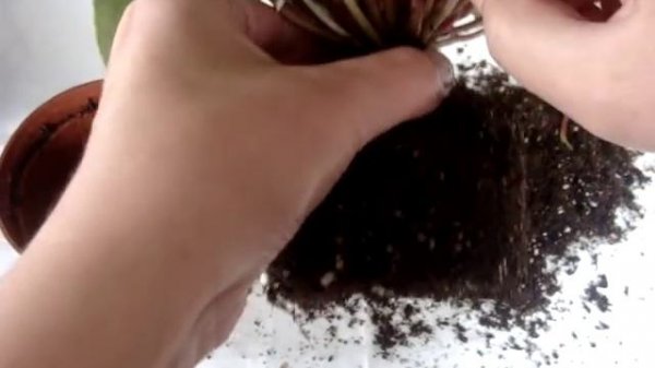 Цикламен (Cyclamen). Как поступить с покупным цикламеном. How to proceed with the purchase cyclamen