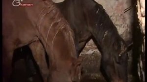 Что скрывается за бизнесом на лошадях