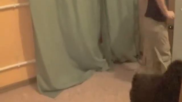 Ярослава Каримова Рубрика "Маленький Хозяин" Рома (5 лет) дрессирует пуделя Кузю. Команда "Змейка" смотреть онлайн
