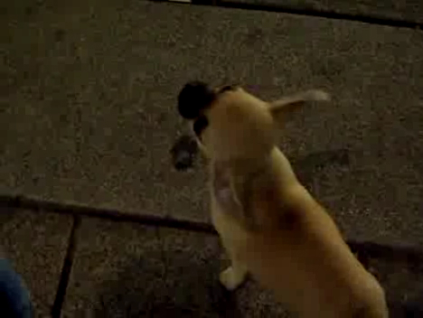 Просто щеночек смотреть онлайн