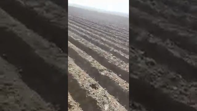 Посадили картошку наши труд Таджикистане смотреть онлайн