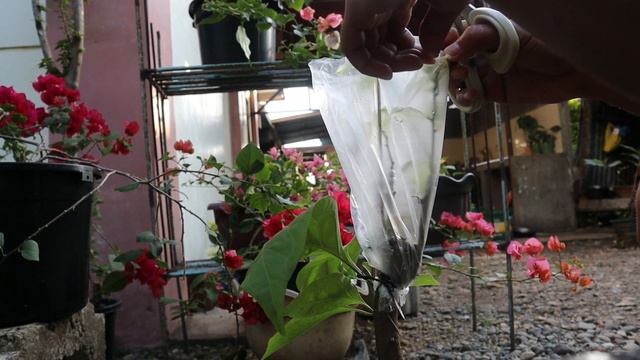 Pagpapasingaw ng grafted Bougainvillea смотреть онлайн