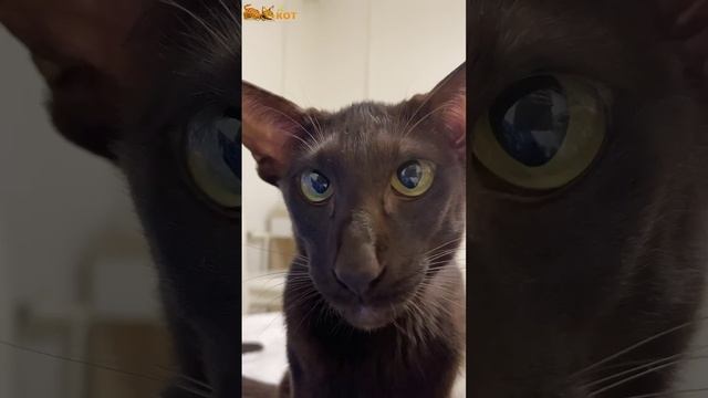 забавные котики - шоколадка смотреть онлайн