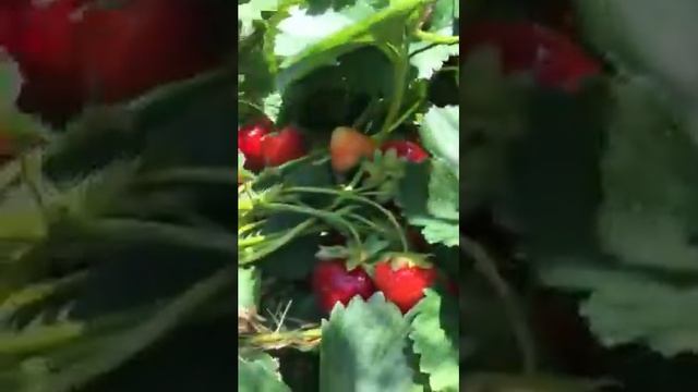 Сорт мармелада полуниця! смотреть онлайн