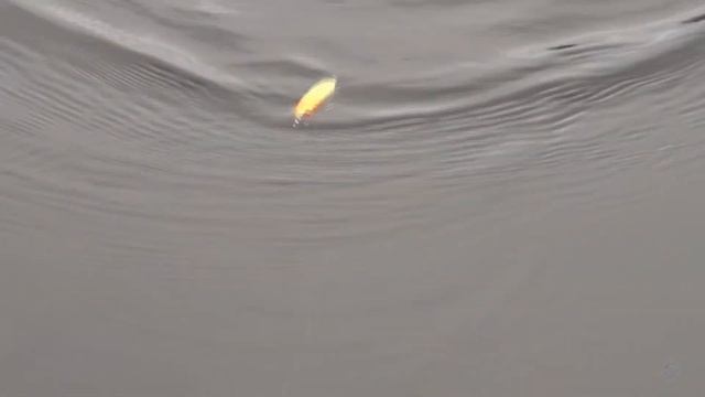 Gary Yamamoto Sugoi Quick